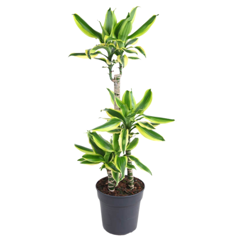 Dracaena Lemon Dream 3-stam