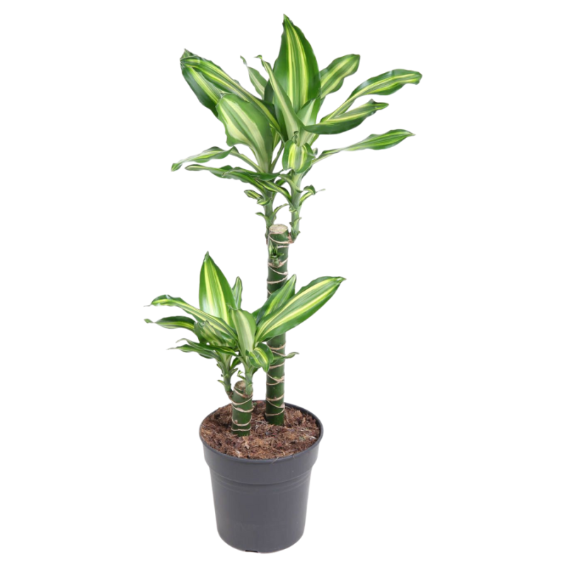 Dracaena Silver Dream 2-stam