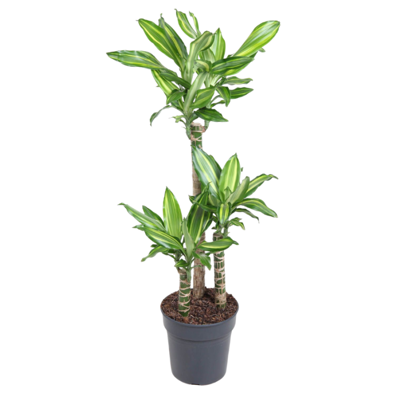 Dracaena Silver Dream 3-stam