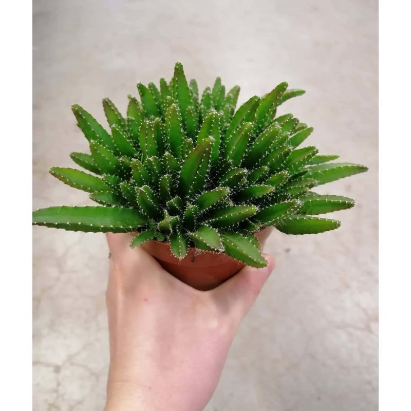 Hylocereus undatus