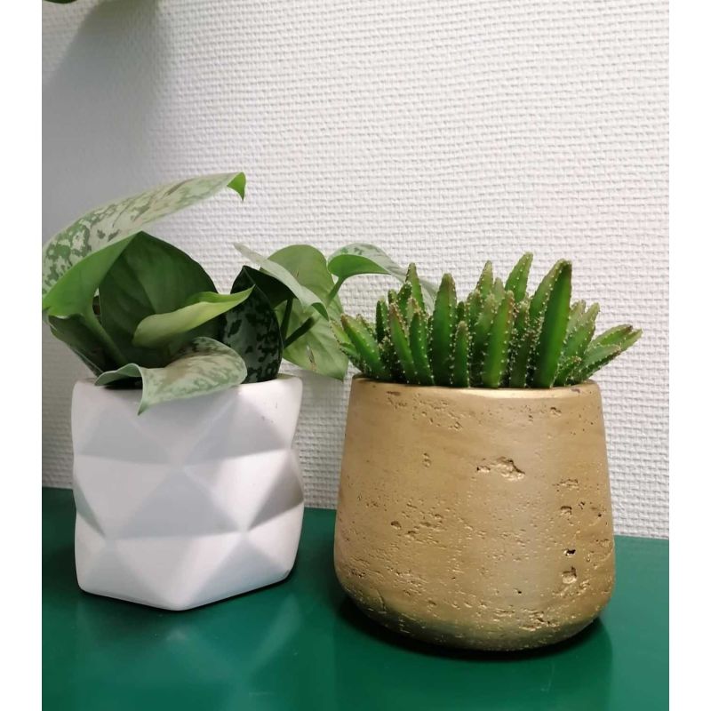 Hylocereus undatus