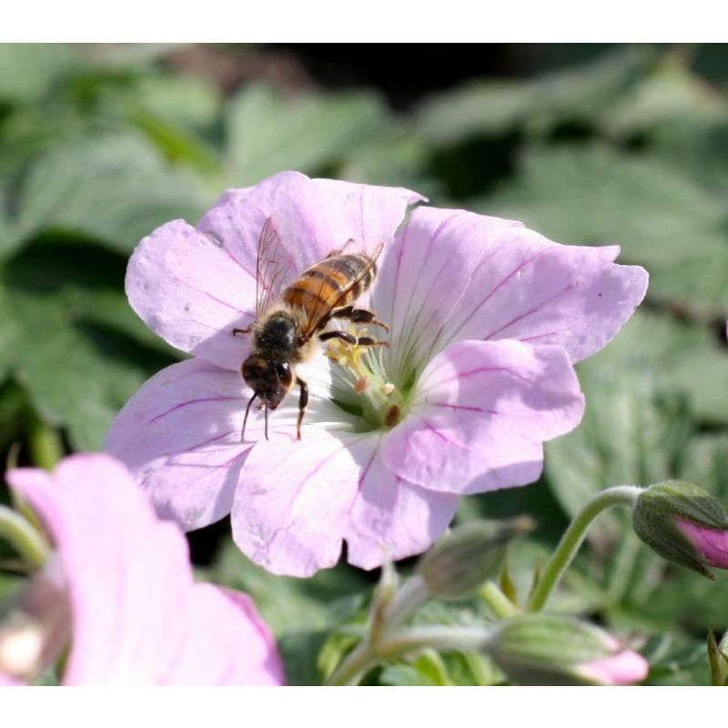 Geranium Dreamland 