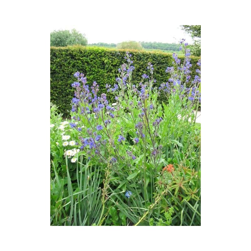 Anchusa Dropmore 