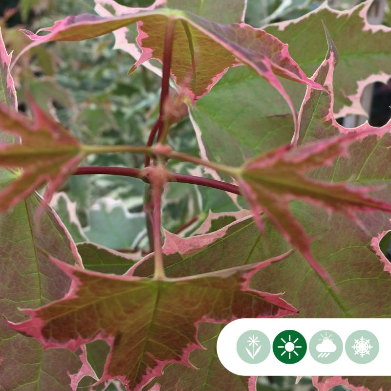 Acer Drummondii