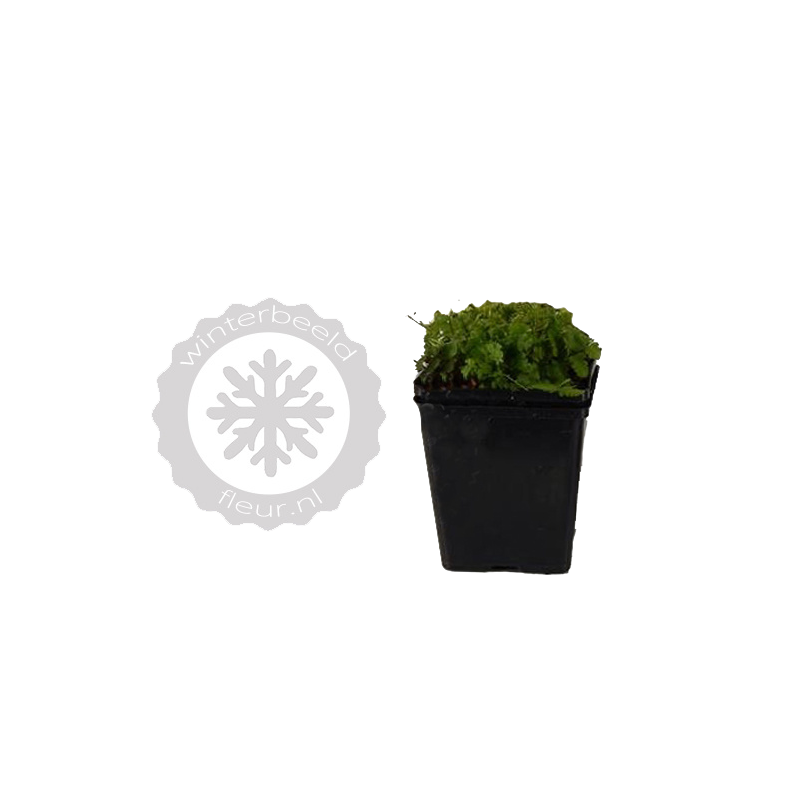 Dryopteris filix-mas 