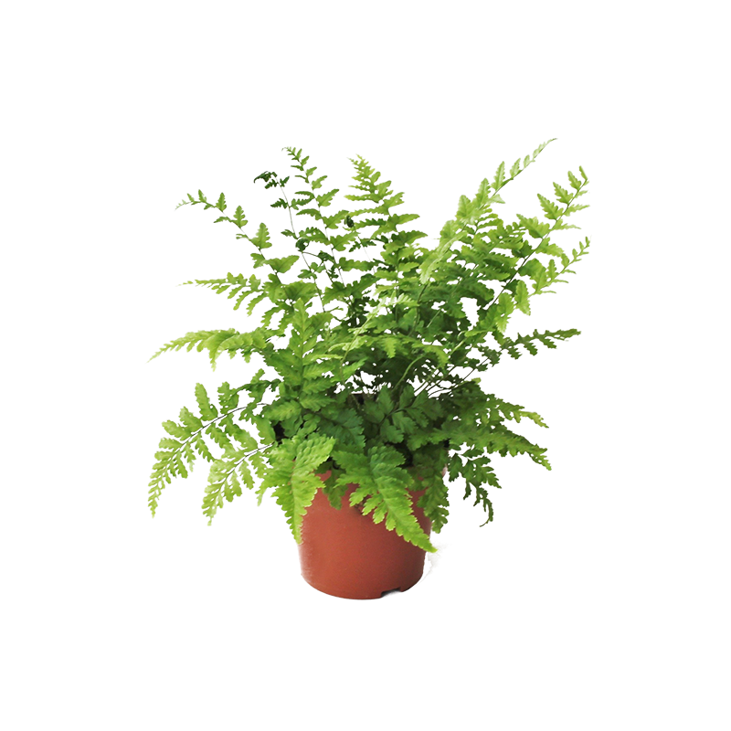 Dryopteris filix-mas 
