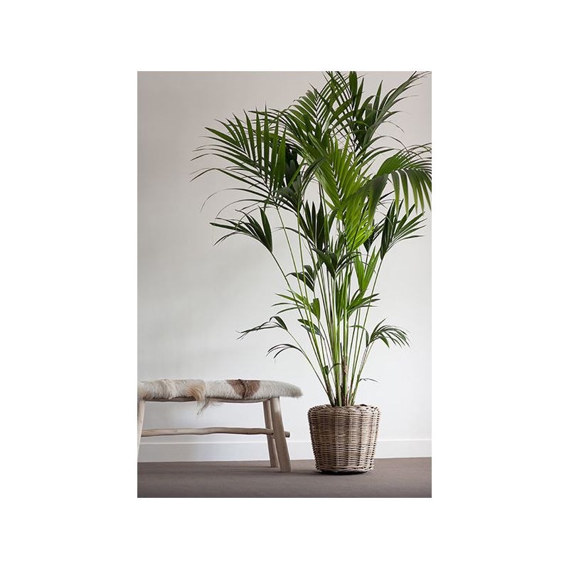 Drypot Rotan Grijs