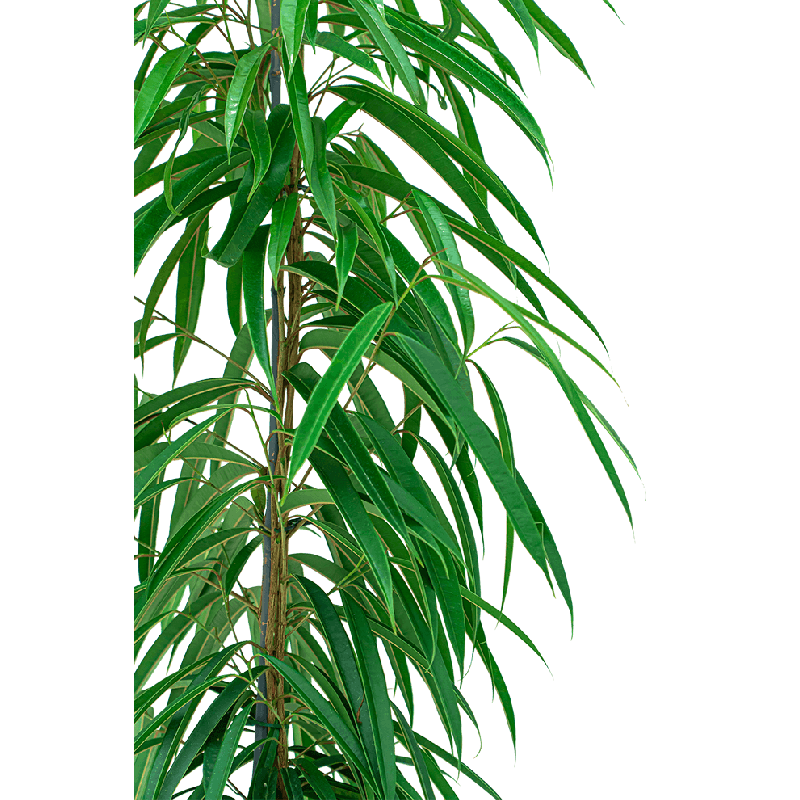 Ficus Alii draadzuil