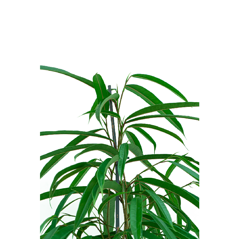 Ficus Alii draadzuil