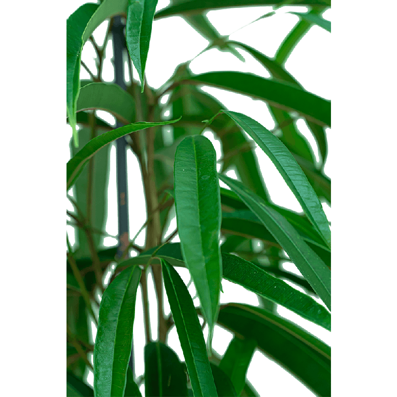 Ficus Alii draadzuil