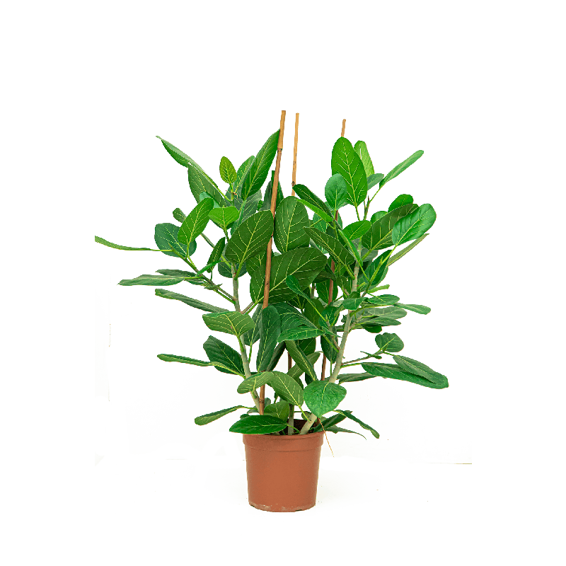 Ficus Audrey bush