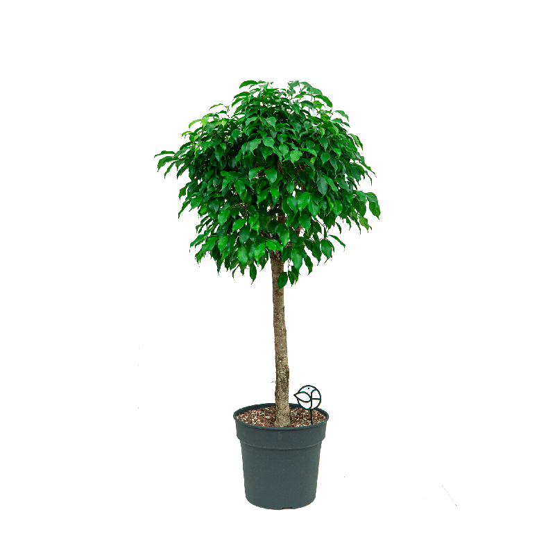 Ficus Exotica op stam
