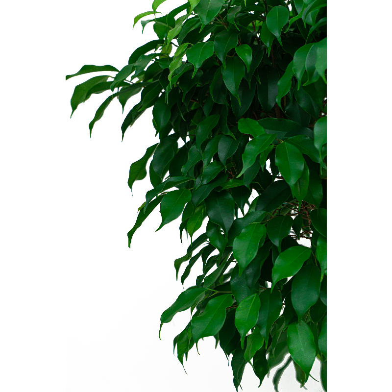 Ficus Exotica op stam