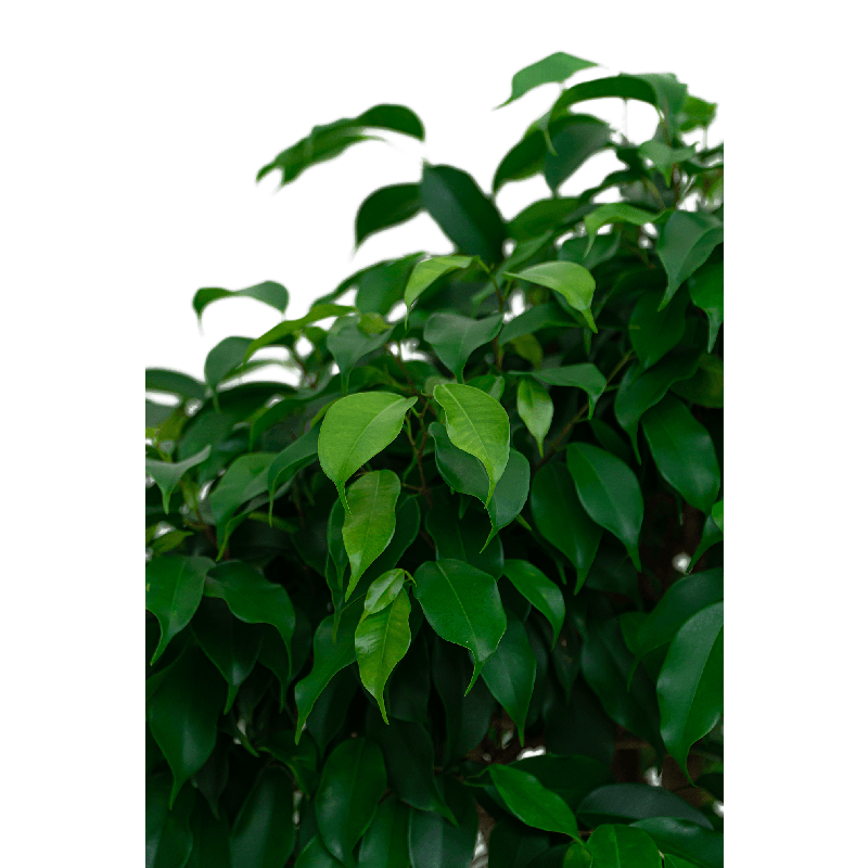 Ficus Exotica op stam