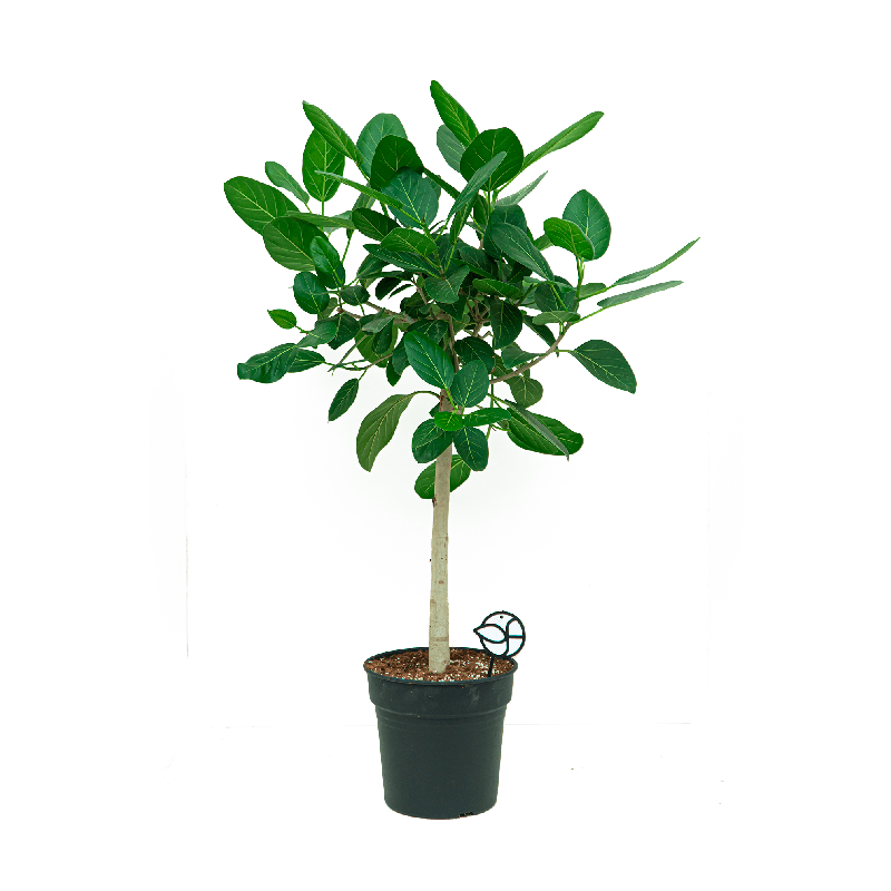 Ficus Audrey op stam