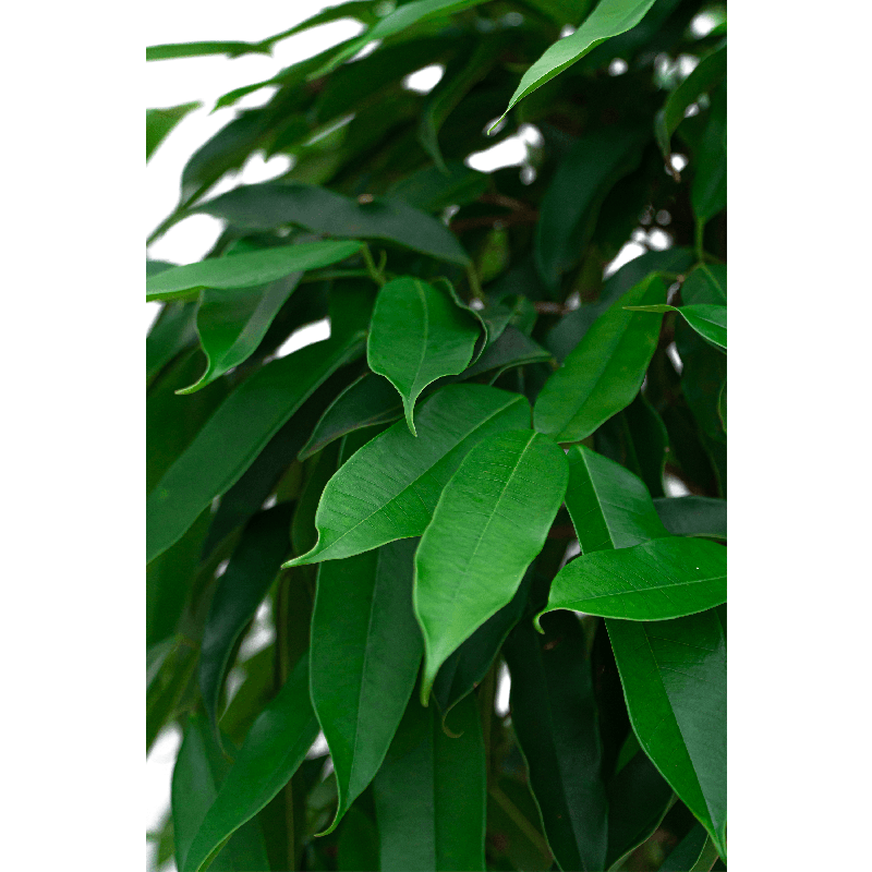 Ficus Amstel King gevlochten stam