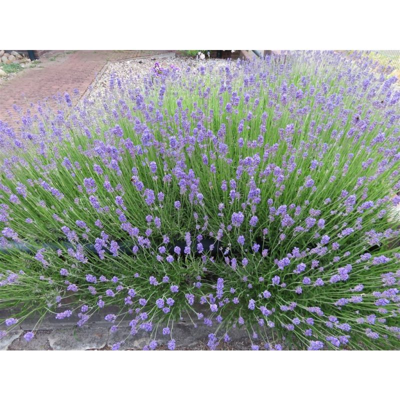 Lavandula Dwarf Blue
