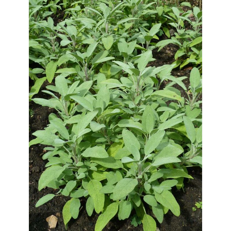 Salvia Berggarten