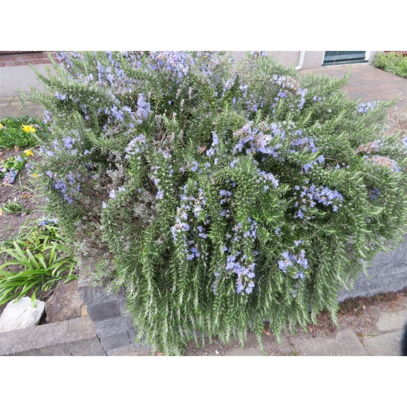 Rosmarinus officinalis Capri 