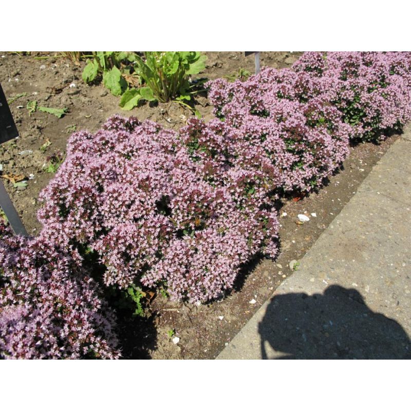 Origanum Compactum 