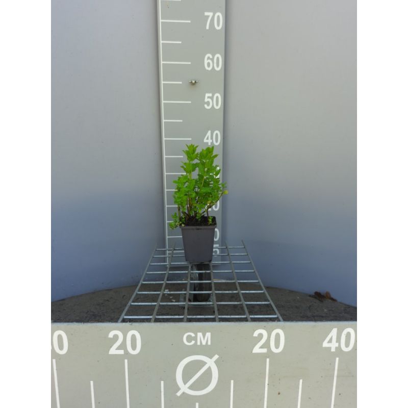 Mentha Maroccan 
