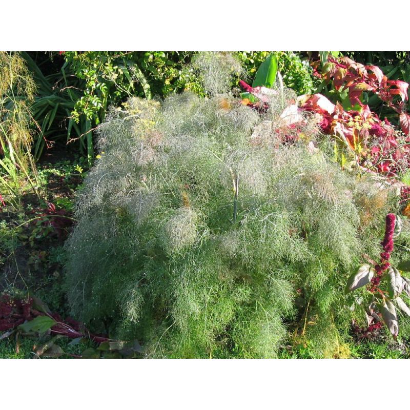 Foeniculum Purpureum 