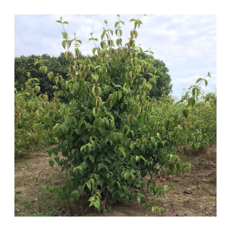 Cornus mas - meerstammig