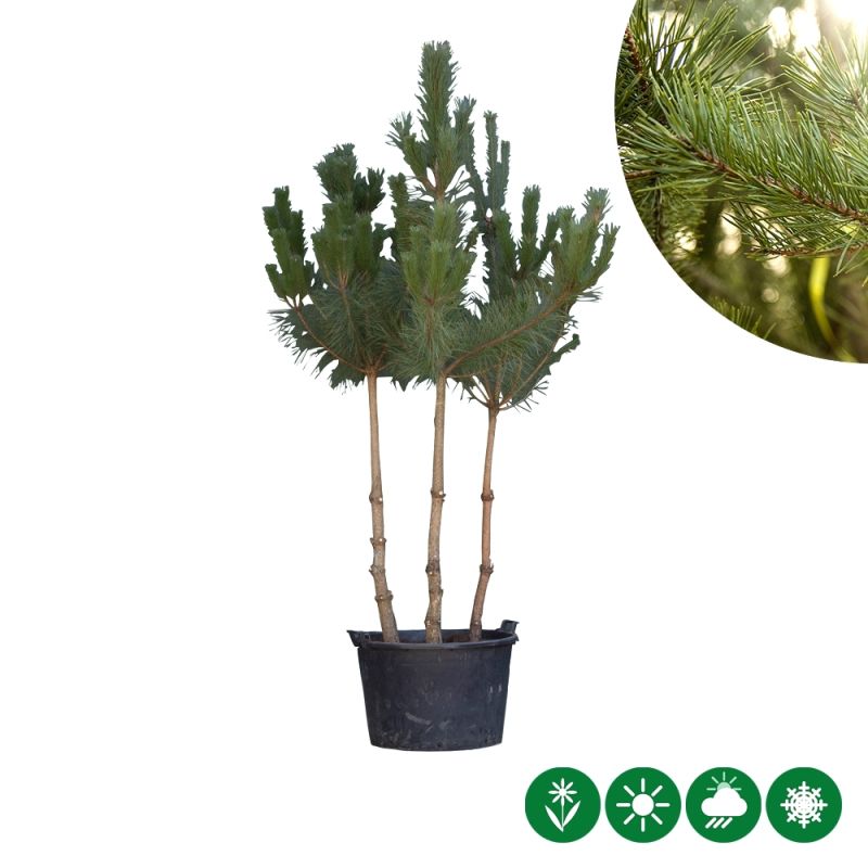 Pinus sylvestris - meerstammig