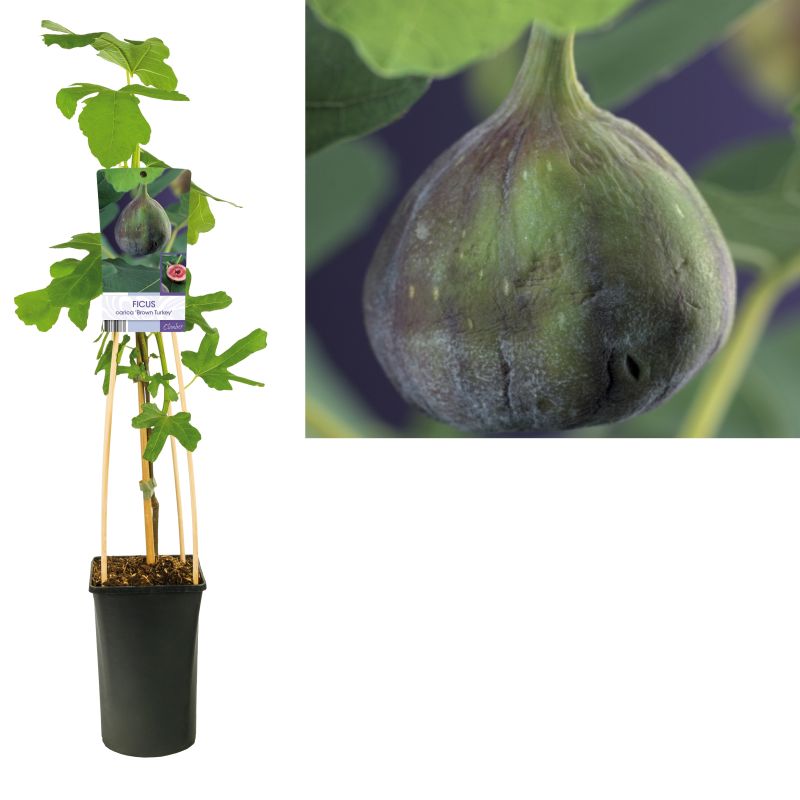 Ficus Brown Turkey 