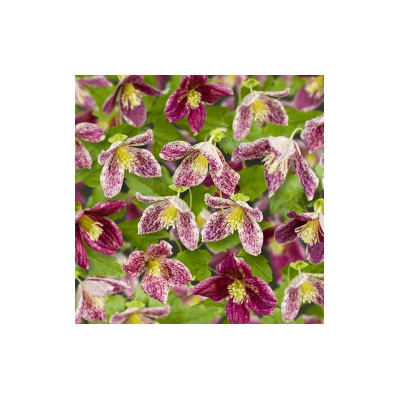 Clematis Freckles