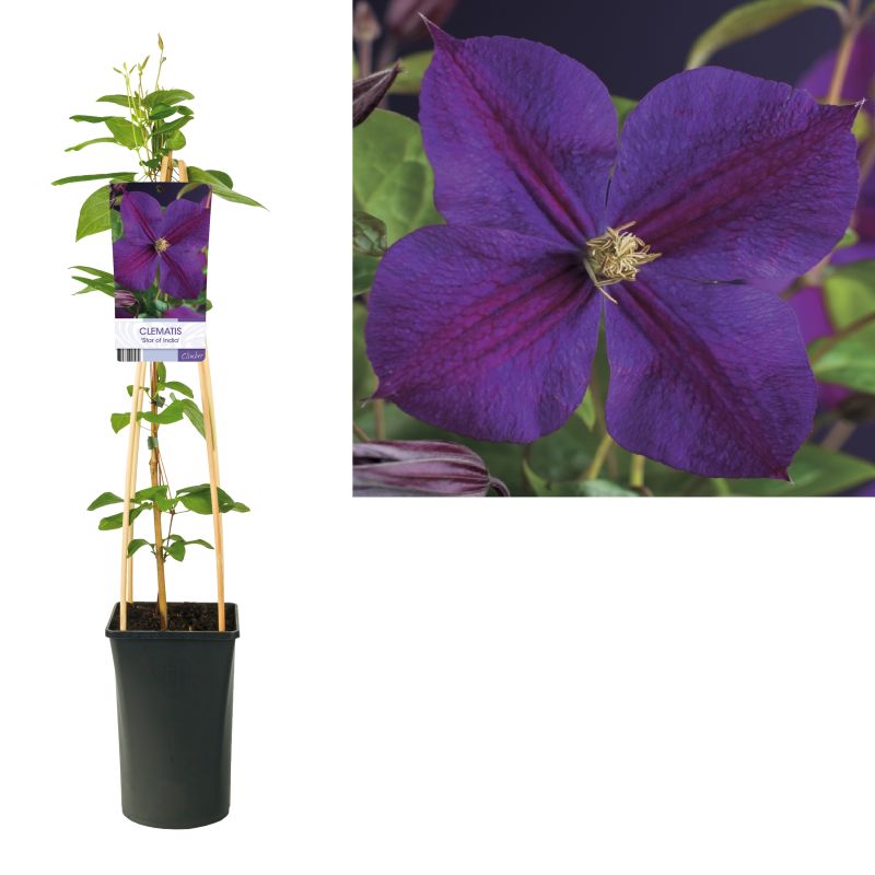Clematis Star of India