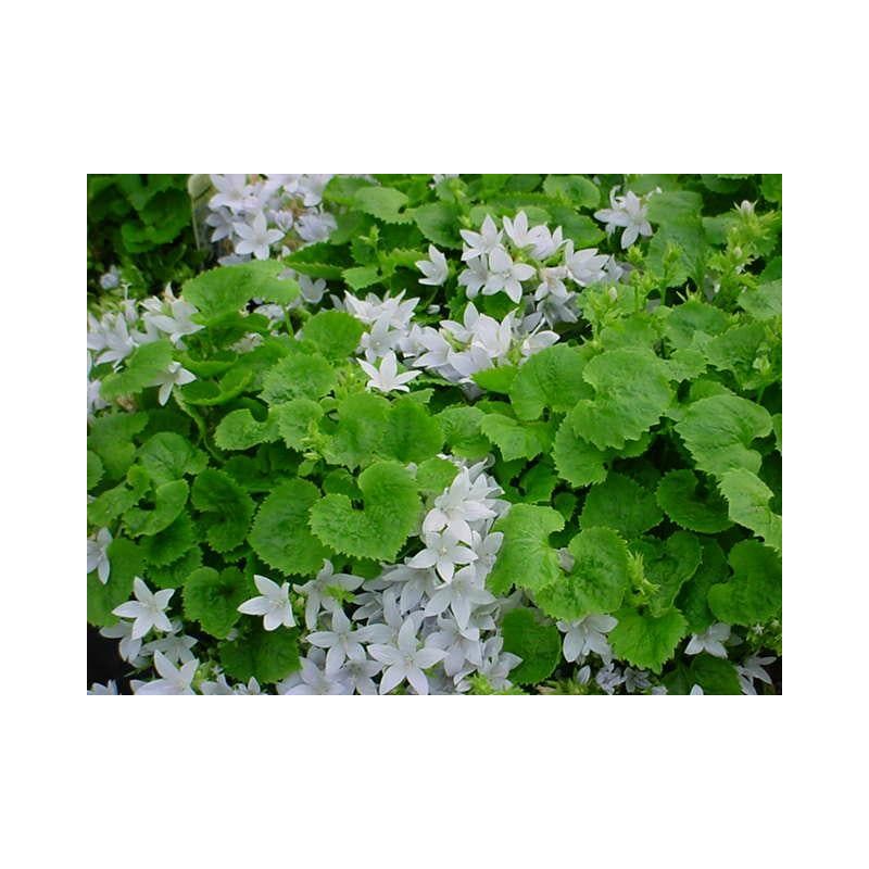 Campanula E.H. Frost 