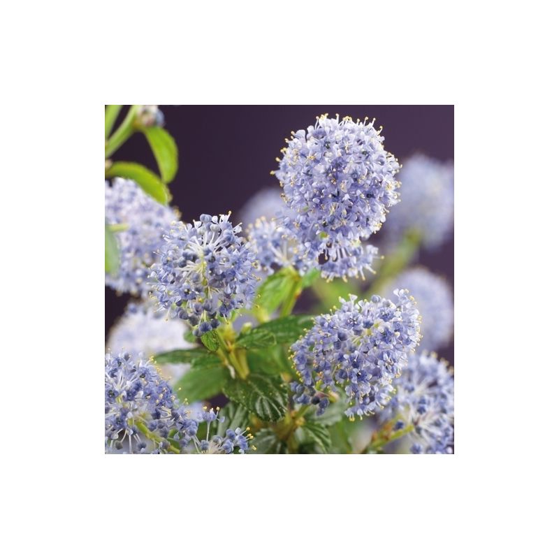 Ceanothus Repens