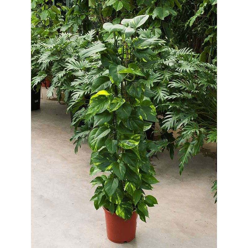 Scindapsus Aureum draadzuil