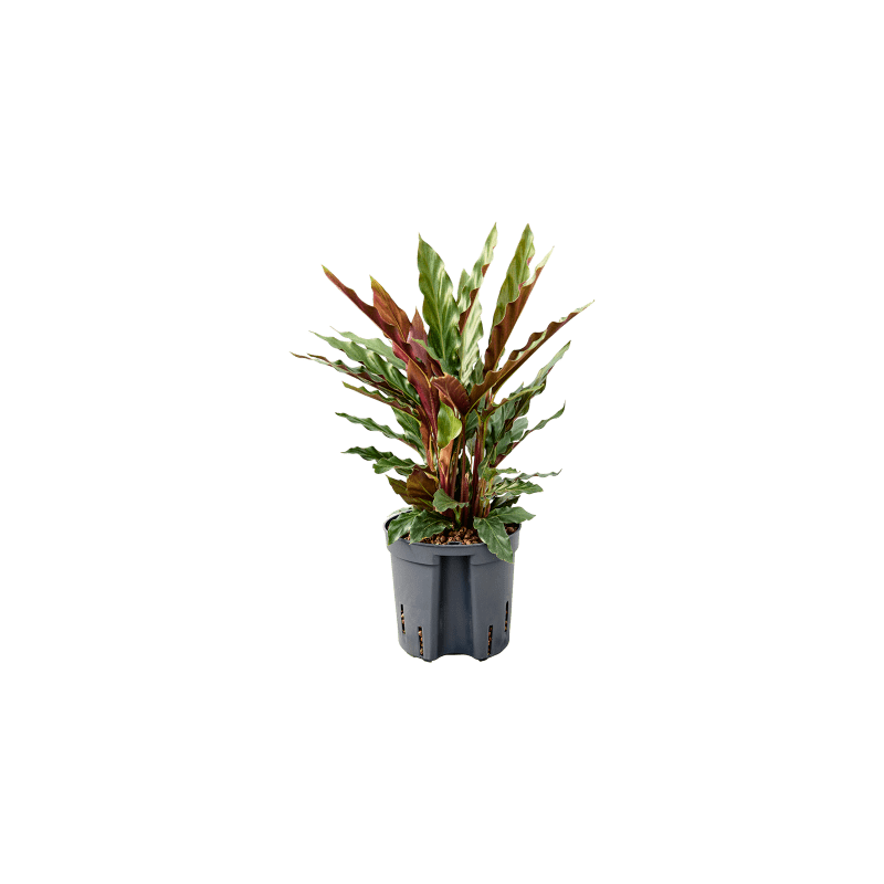 dracena lemon surprise Lemon Lime Surprise Dracaena Care