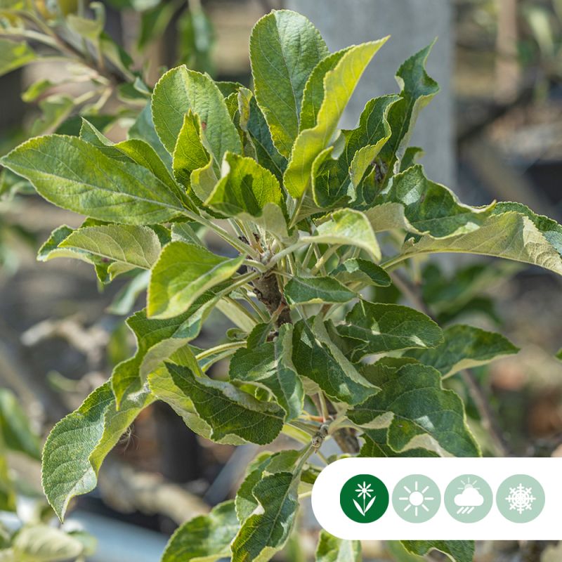 Malus Elstar - hoogstam