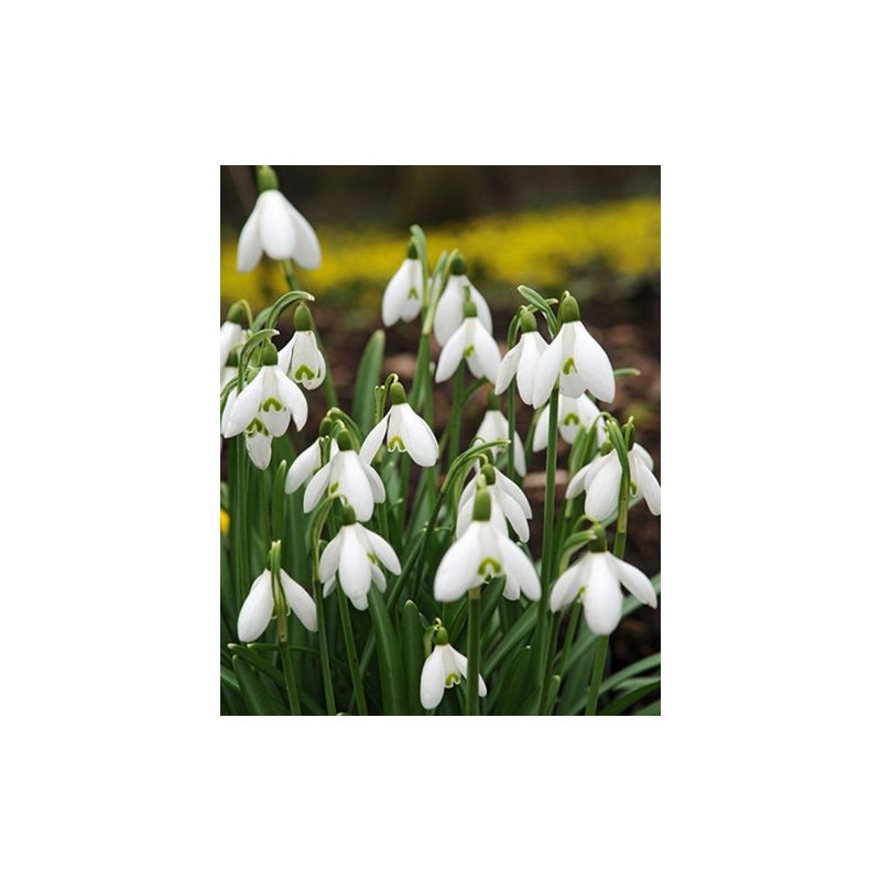 Galanthus Elwesii - 100 stuks