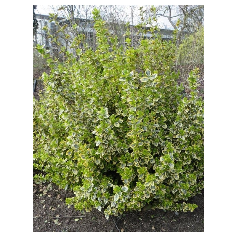 Euonymus Emerald 'n Gold 