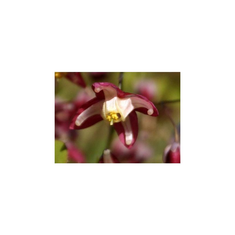 Epimedium rubrum