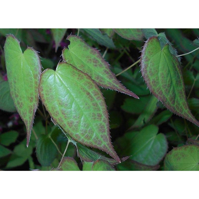 Epimedium rubrum