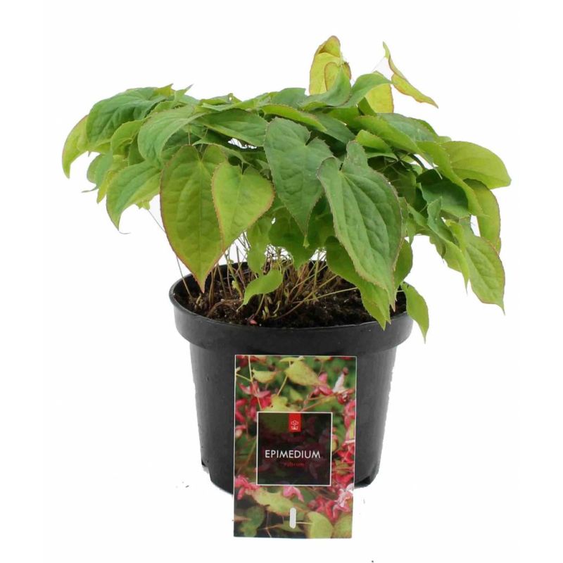 Epimedium rubrum