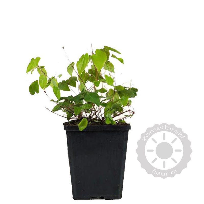 Epimedium Niveum 