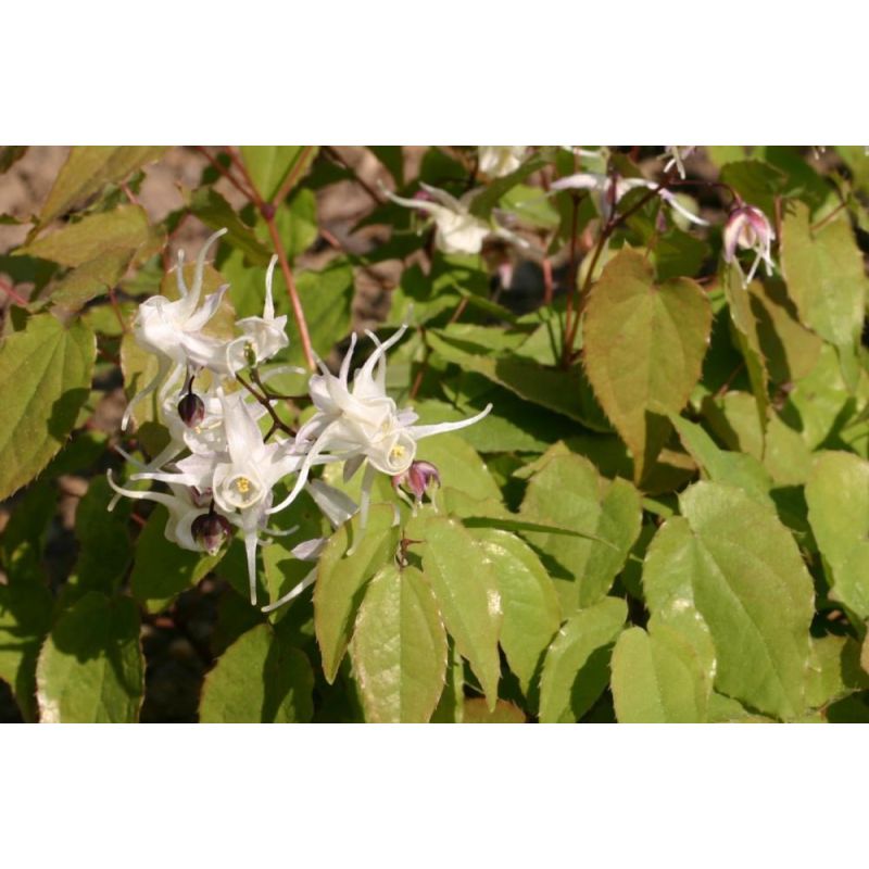 Epimedium grandiflorum