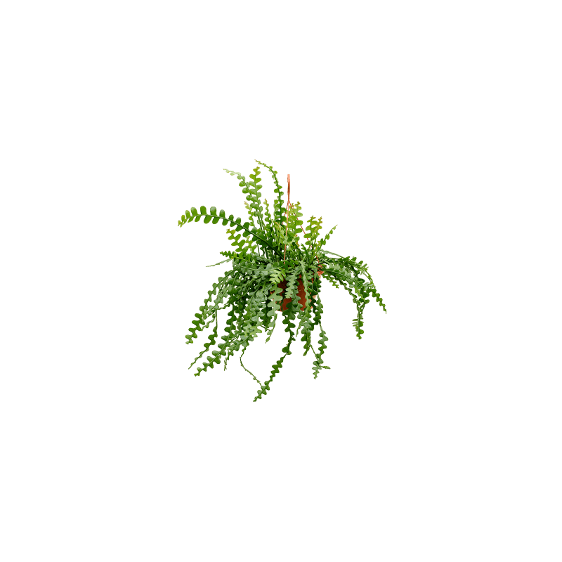 Epiphyllum anguliger