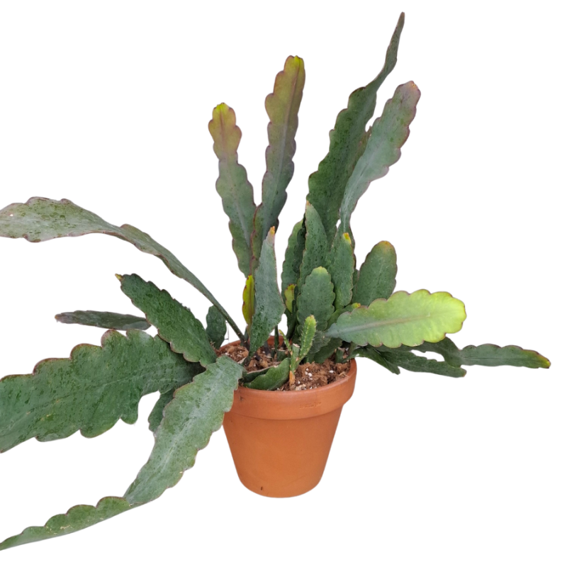 Epiphyllum Sarah Courant