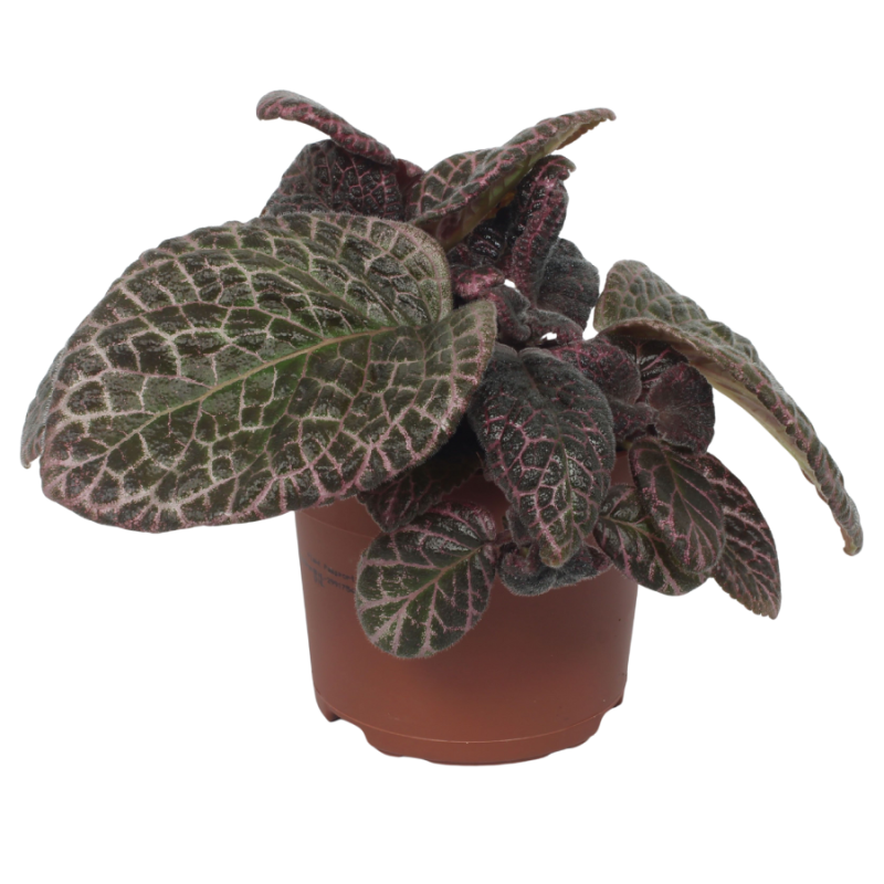 Episcia