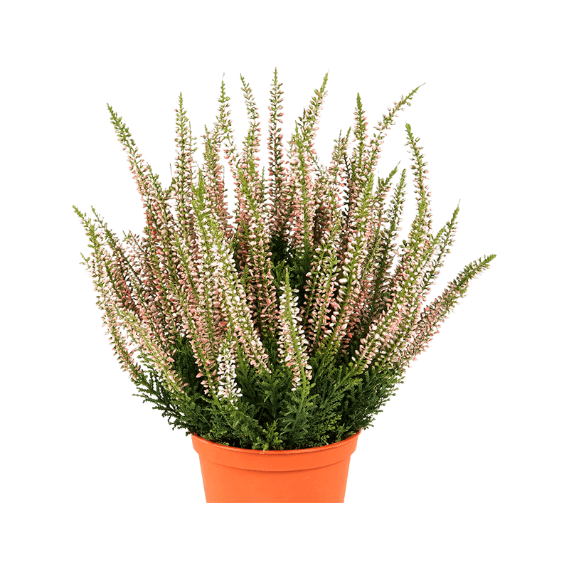Erica Bush - kunstplant