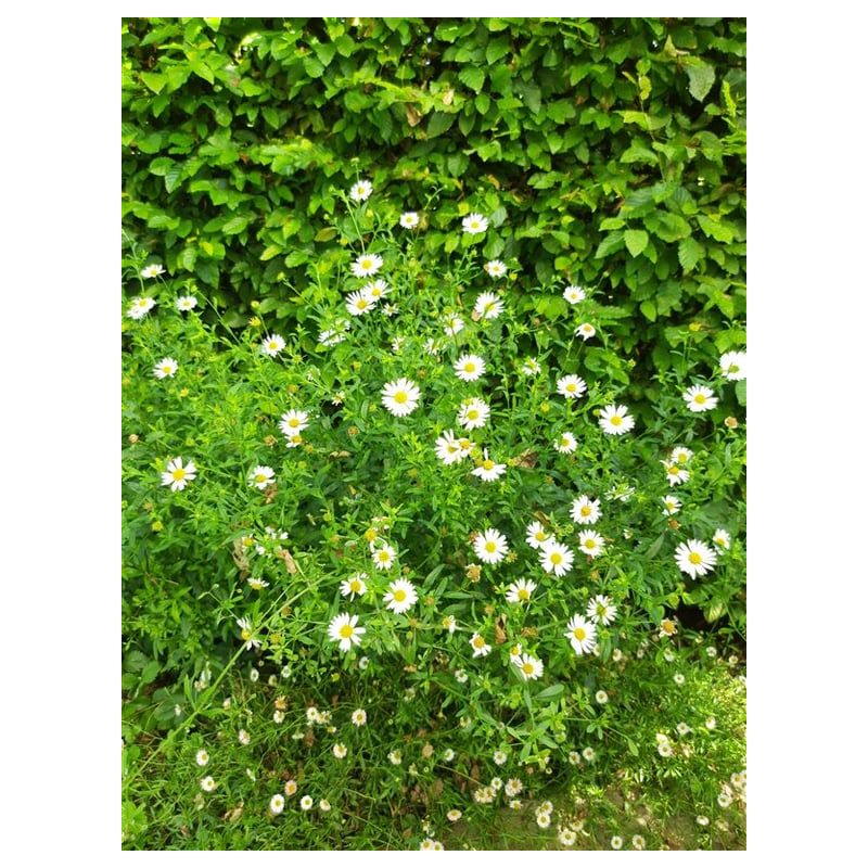 Erigeron karvinskianus - biologisch