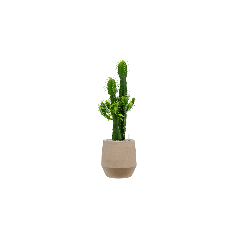 Euphorbia eritrea