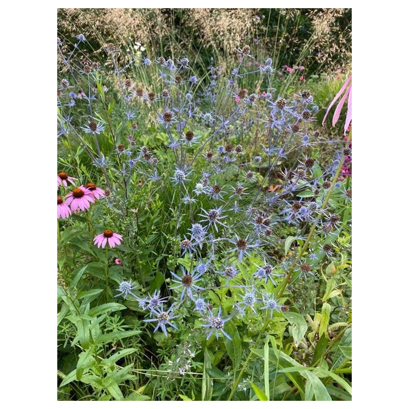 Eryngium planum - biologisch